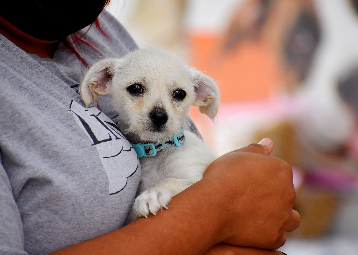 090220 care for paws 003